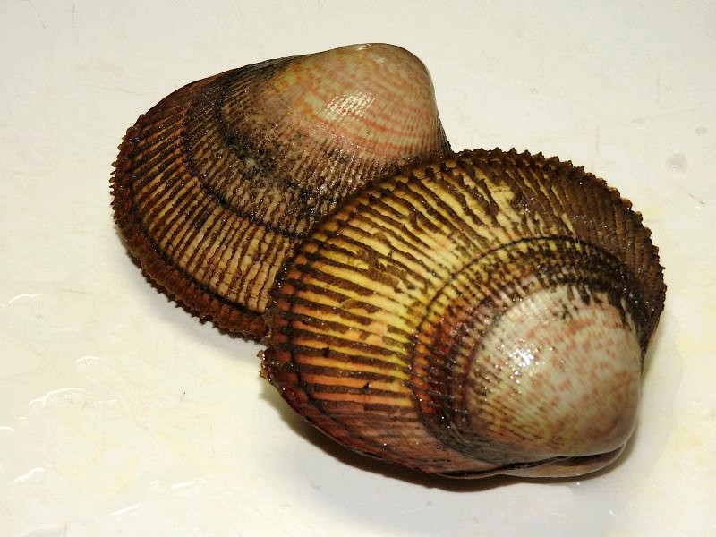 貝が食べたい時ってありますね その２ 丹後とり貝 四季彩日記 ４