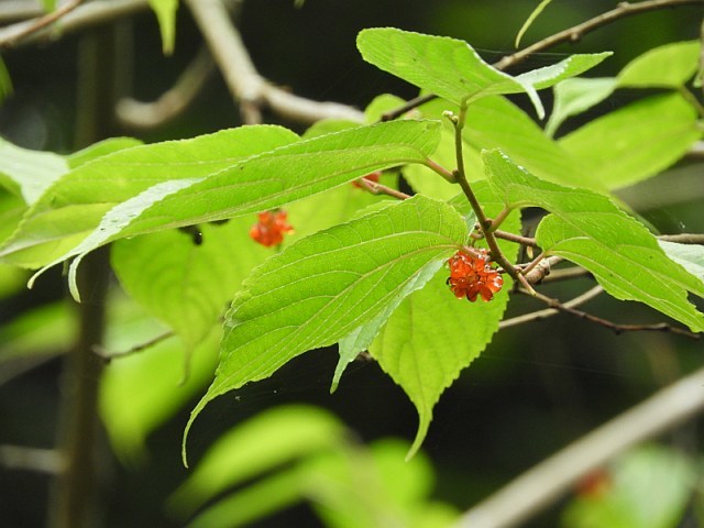 f0378979_16521529.jpg