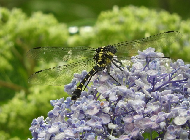 f0378979_16524746.jpg
