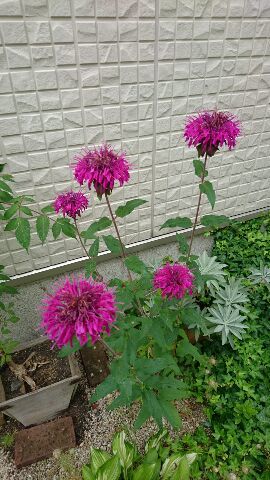 b0207496_08483442.jpg