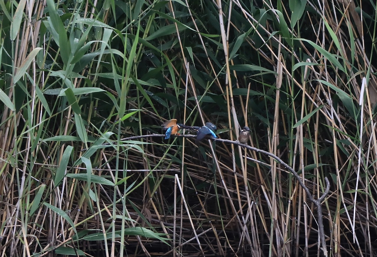 f0296999_18175044.jpg