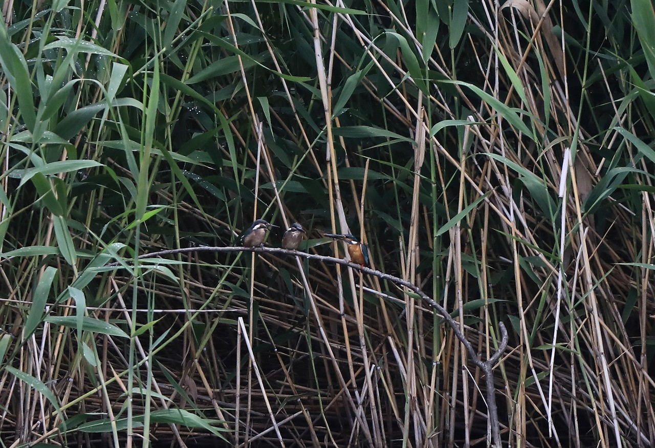 f0296999_18181218.jpg