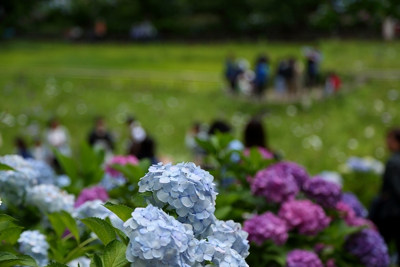 今年の本土寺は 紫陽花が見頃 花菖蒲は残念 千葉県 松戸市 本土寺 旅プラスの日記 今年の本土寺は 紫陽花が見頃 花菖蒲は残念 千葉県 松戸市 本土寺 旅プラスの日記