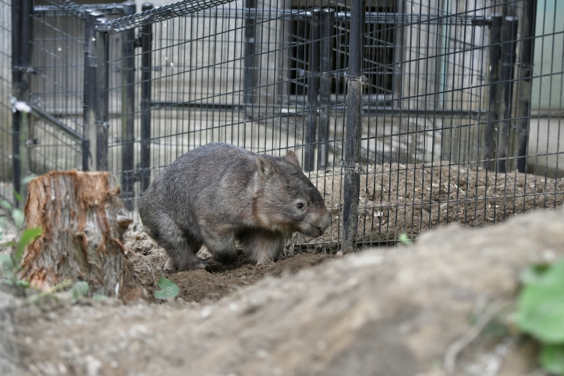 ウォレスと傍で感じる誰かの気配_a0164204_13000763.jpg