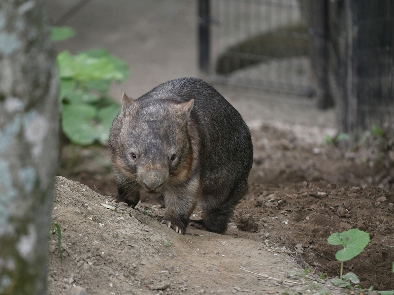 ウォレスと傍で感じる誰かの気配_a0164204_13050838.jpg