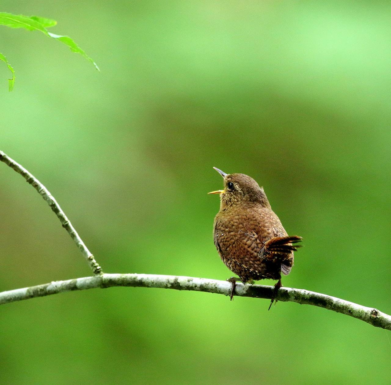 奥入瀬渓流の野鳥・・・_c0213607_12143037.jpg