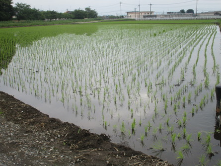 ８９７）梅雨の晴れ間。_b0029010_18323337.jpg