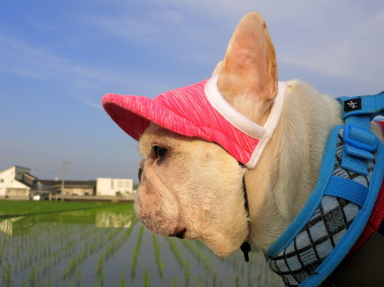 今年もクールネックの時期が...でしゅ。_a0158613_14592342.jpg