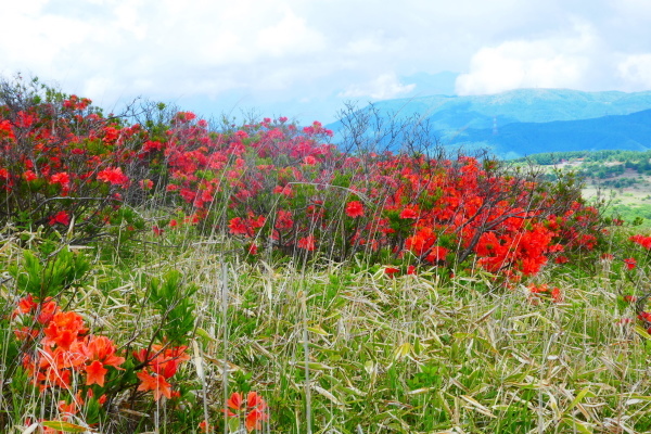 ＊＊＊＊＊レンゲツツジ咲く　霧ケ峰（車山）  ゼブラ山登頂 編 ＊＊＊＊＊_d0170615_20093212.jpg