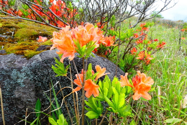 ＊＊＊＊＊レンゲツツジ咲く　霧ケ峰（車山）  ゼブラ山登頂 編 ＊＊＊＊＊_d0170615_20102798.jpg