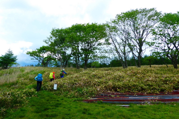 ＊＊＊＊＊レンゲツツジ咲く　霧ケ峰（車山）  ゼブラ山登頂 編 ＊＊＊＊＊_d0170615_20105291.jpg