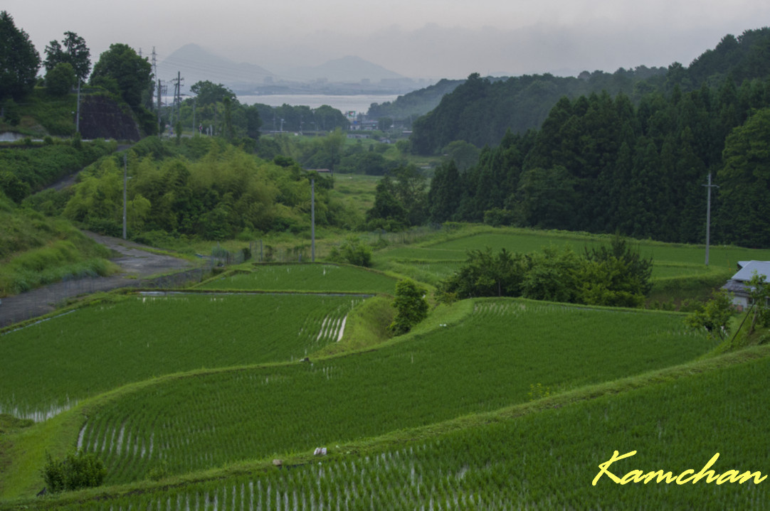 梅雨と言えば棚田_e0353019_07591867.jpg