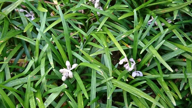 すべての美しい花の画像 これまでで最高のリュウノヒゲ 花