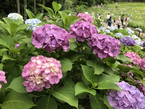 b0132630_11245072.jpeg