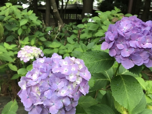 b0132630_11260995.jpeg