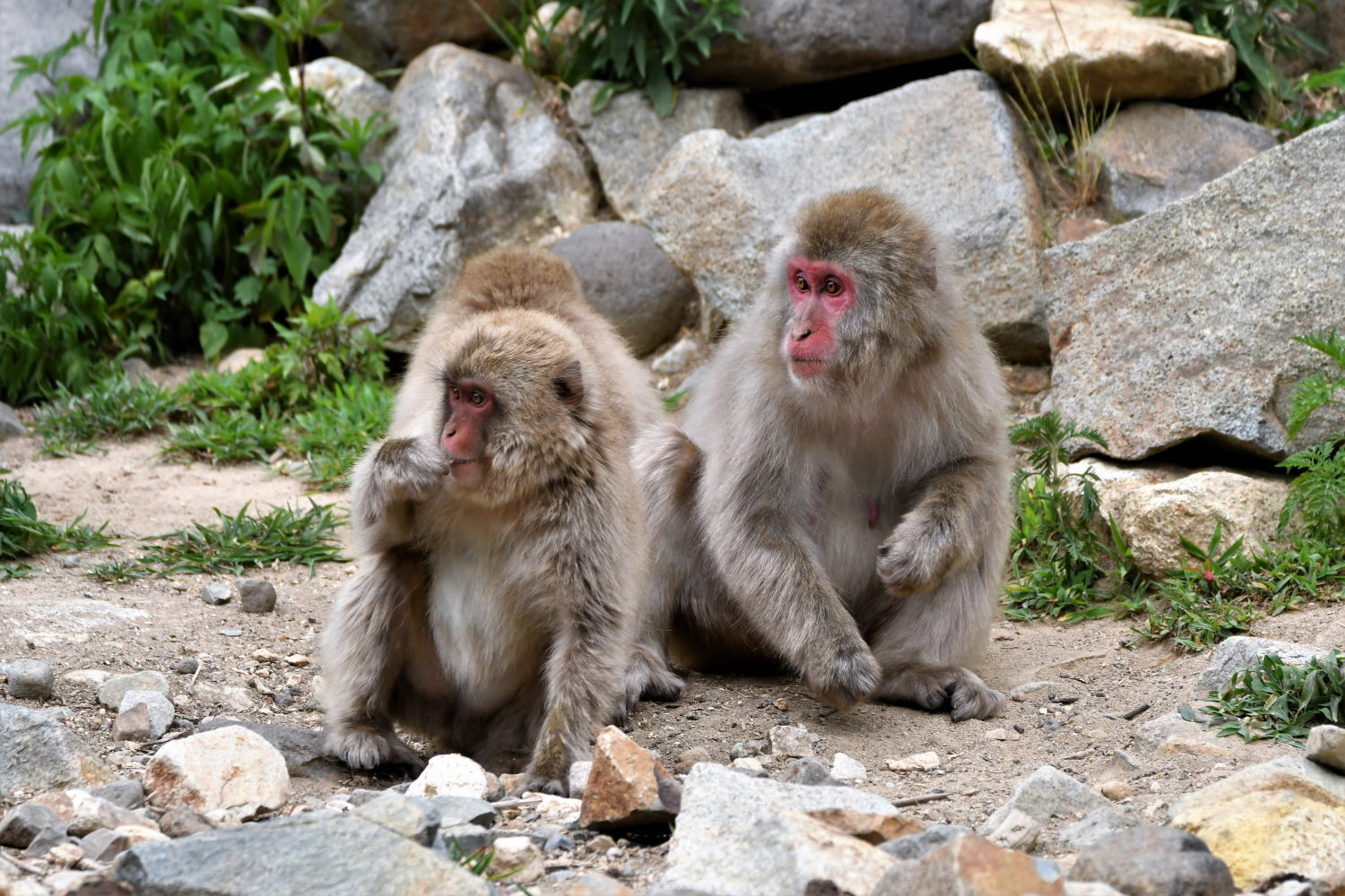 地獄谷野猿公園のサルをもう少し。_a0347635_07101615.jpg