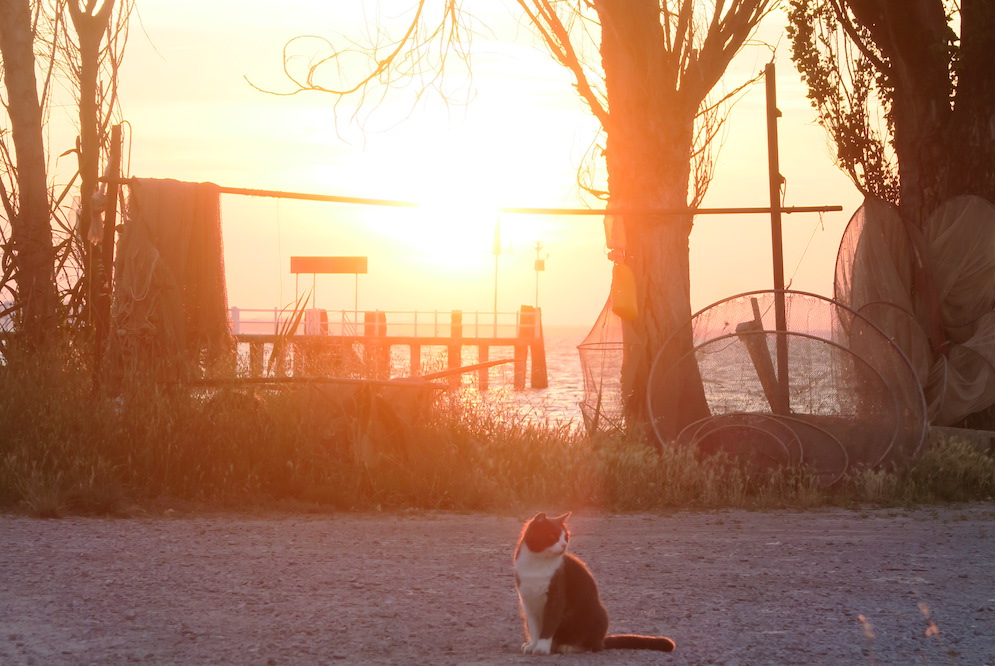 夏至の湖畔の夕空と猫、トラジメーノ湖_f0234936_6431328.jpg