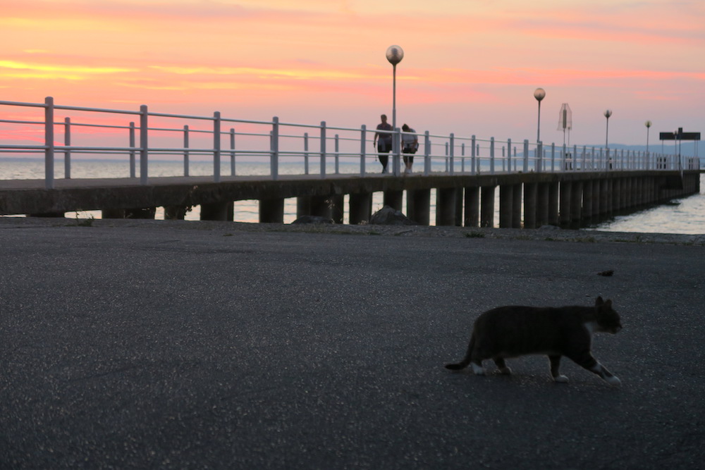 夏至の湖畔の夕空と猫、トラジメーノ湖_f0234936_782540.jpg