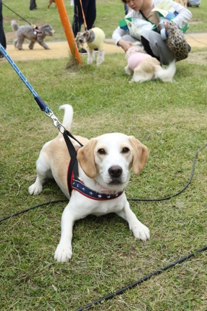 モヤヒルズ ドッグイベントで会ったお友達 お転婆コーギー犬とeos Kiss Dでのお散歩フォト