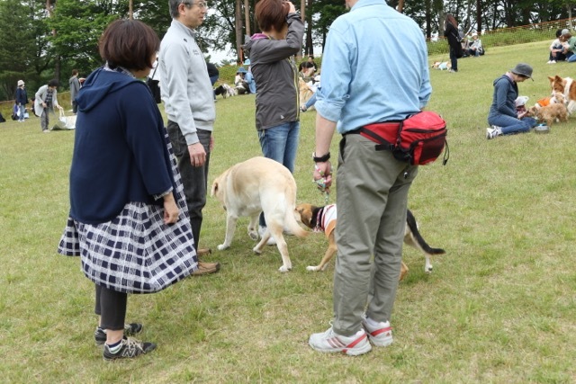 モヤヒルズ　ドッグイベントで会ったお友達_b0031538_13230952.jpg