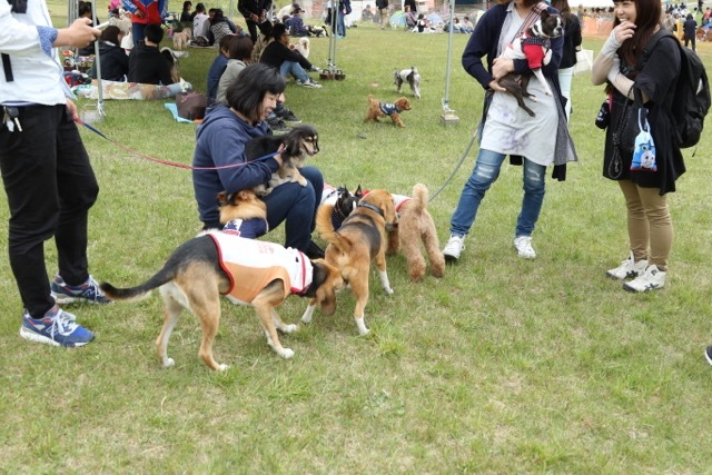モヤヒルズ ドッグイベントで会ったお友達 お転婆コーギー犬とeos Kiss Dでのお散歩フォト