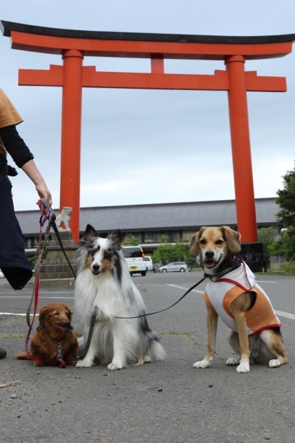 モヤヒルズ ドッグイベントで会ったお友達 お転婆コーギー犬とeos Kiss Dでのお散歩フォト
