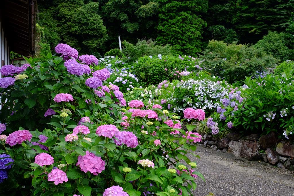 矢田寺の紫陽花(2)@2018-06-15_d0250840_17145105.jpg