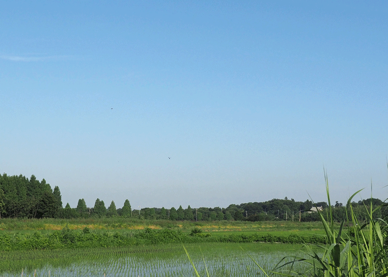 d0290240_11252643.gif