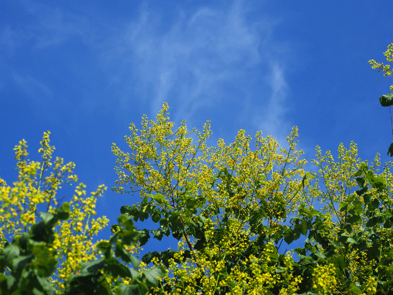 d0290240_11255620.gif