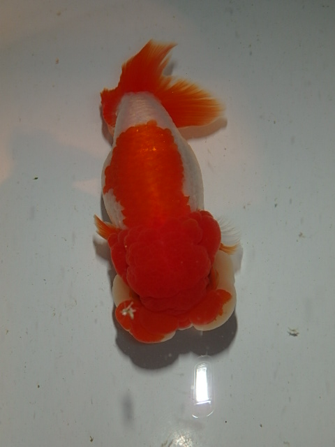 f0334143_2013655.jpg