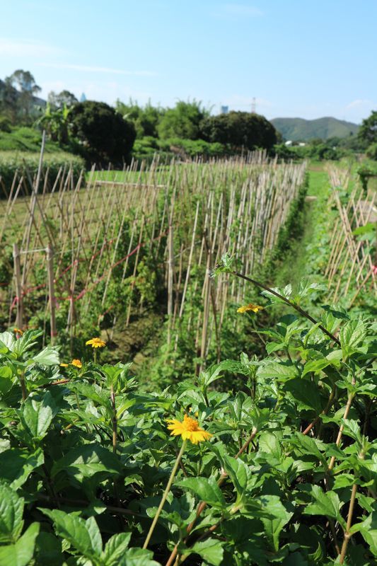 ワンコがニャンコと野菜を守る香港農場～有記農場_a0132659_09184278.jpg