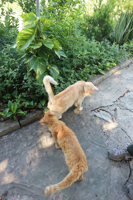 ワンコがニャンコと野菜を守る香港農場～有記農場_a0132659_09190402.jpg