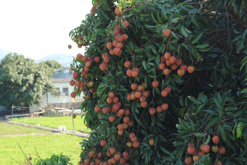 ワンコがニャンコと野菜を守る香港農場～有記農場_a0132659_09192019.jpg