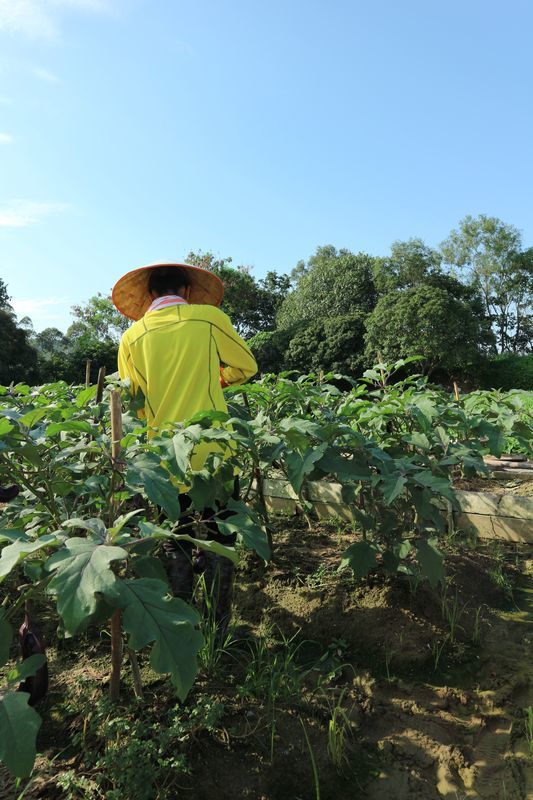 ワンコがニャンコと野菜を守る香港農場～有記農場_a0132659_09194481.jpg