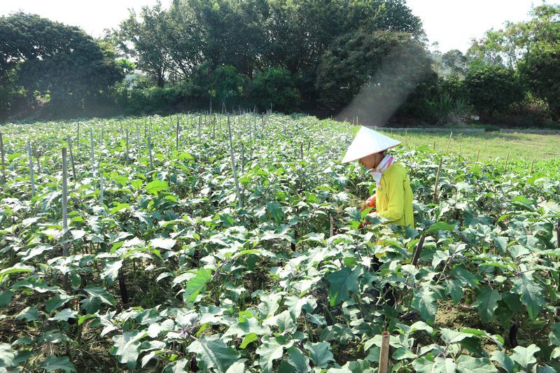 ワンコがニャンコと野菜を守る香港農場～有記農場_a0132659_09195186.jpg