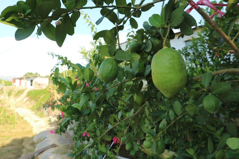 ワンコがニャンコと野菜を守る香港農場～有記農場_a0132659_09202119.jpg