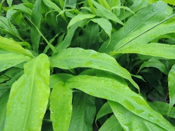 ミョウガの葉 お茶にしませんか