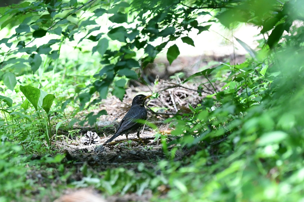幼鳥さんたち ノビタキ クロツグミ_f0053272_23174491.jpg