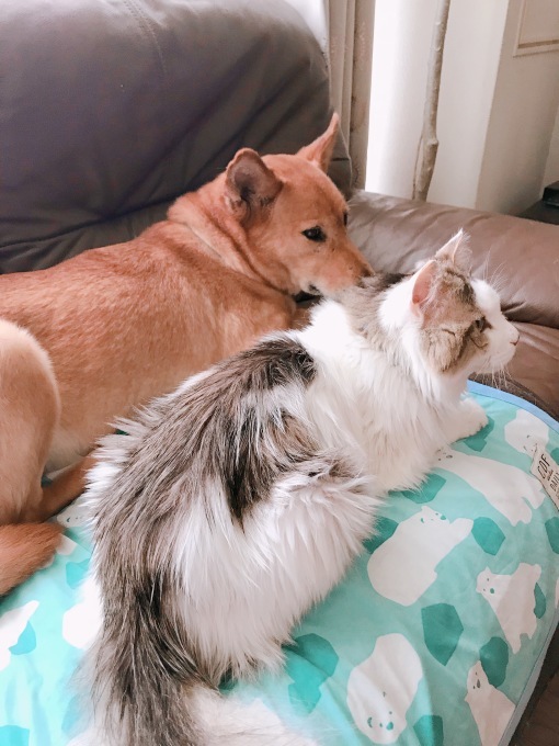 c0364176_12430311.jpeg