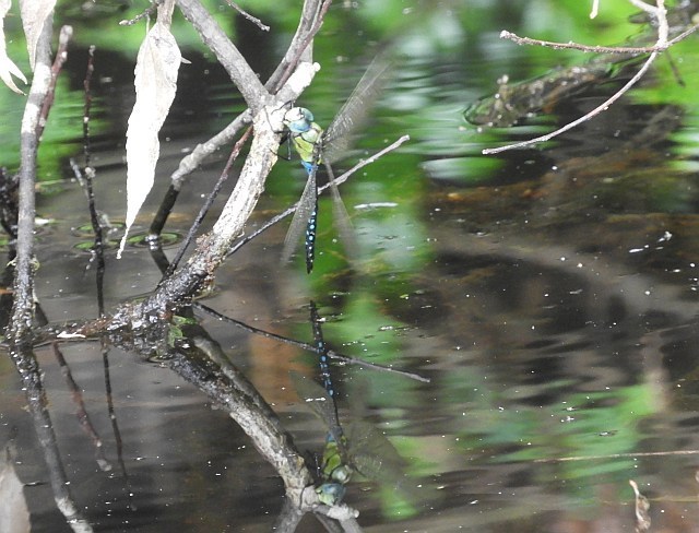 f0378979_18264206.jpg