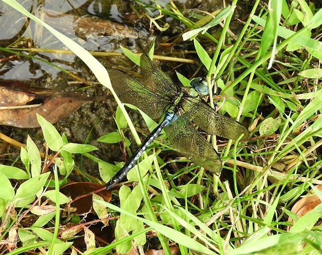 f0378979_18270640.jpg