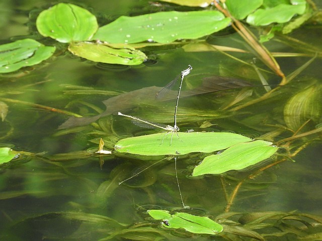 f0378979_18512841.jpg