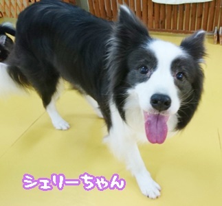 ロープ大好き!_f0357682_12012855.jpg