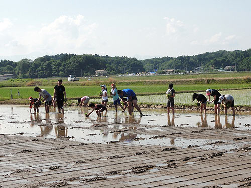 田植え体験(目黒角田絆交流田)_d0247484_1848668.jpg