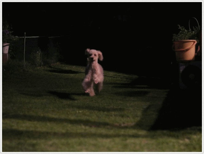 b0175688_21375569.gif