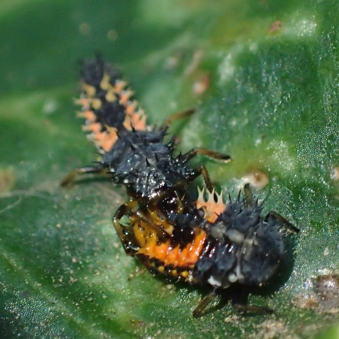 ナミテントウの幼虫の共食い Harmonia Axyridis 写ればおっけー コンデジで虫写真 ナミテントウの幼虫の共食い Harmonia Axyridis 写ればおっけー コンデジで虫写真