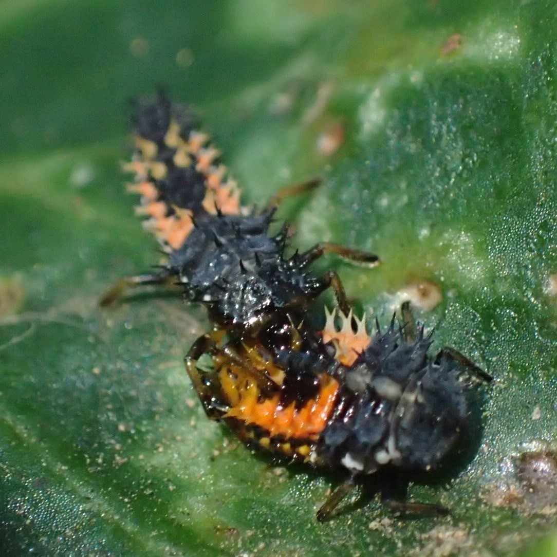 ナミテントウの幼虫の共食い　Harmonia axyridis_c0208989_19301817.jpg