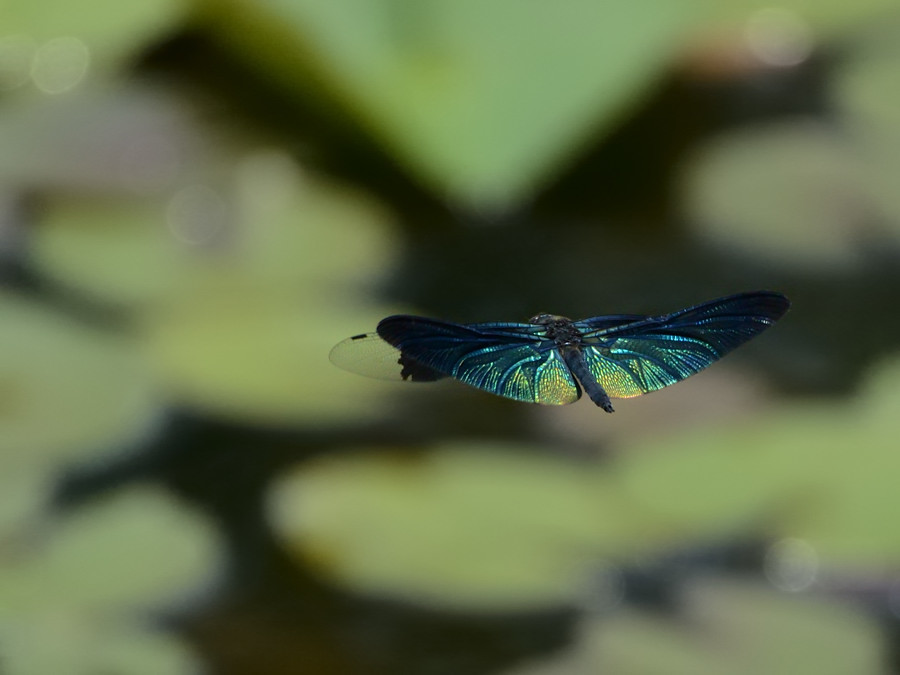 a0143491_21131437.jpg