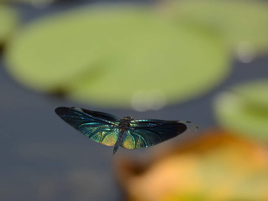 a0143491_21143128.jpg