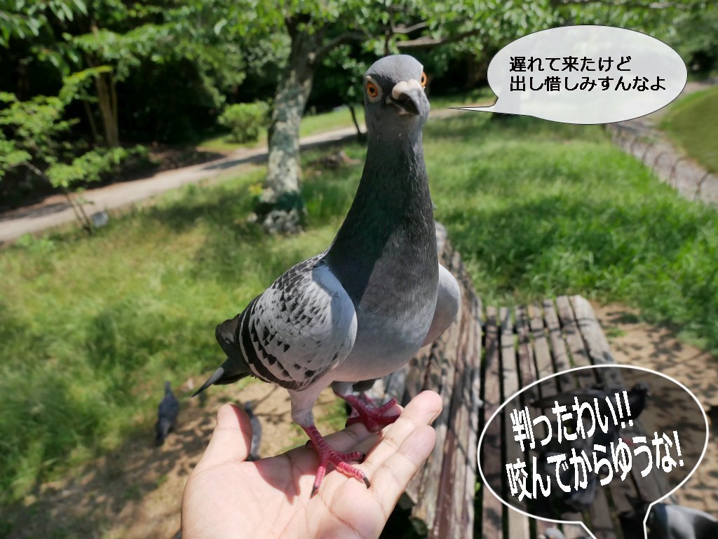 明石公園　2018.06.22　根が狂暴なマギ_b0174191_21560079.jpg